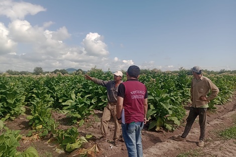 Trabajadores del tabaco