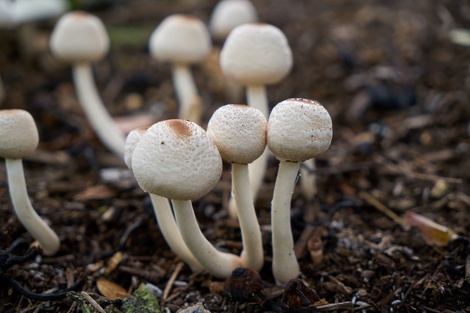 Nueva Zelanda aprobó el uso medicinal de la psilocibina, una sustancia en hongos alucinógenos