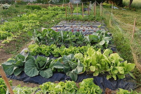 La hoja de ruta del “campo que alimenta”