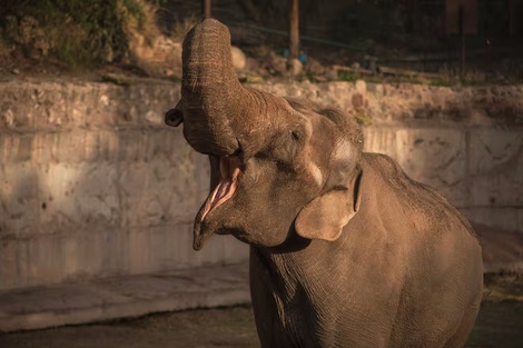 Murió Tamy, el elefante que pasó más de cuatro décadas en cautiverio