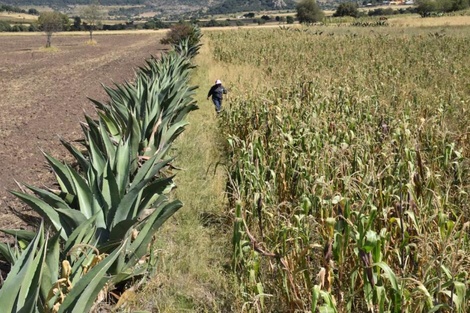 El sistema agrícola ancestral Metepantle de México, patrimonio agrícola mundial