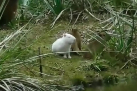 Hallaron un carpincho albino en Uruguay