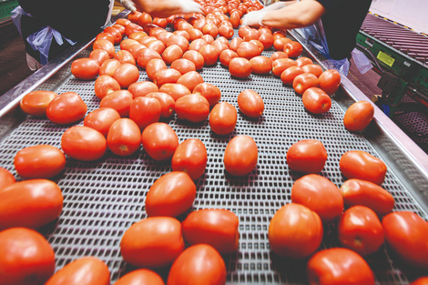 El tomate es la segunda hortaliza más consumida en el país. (Fuente: Imagen web)