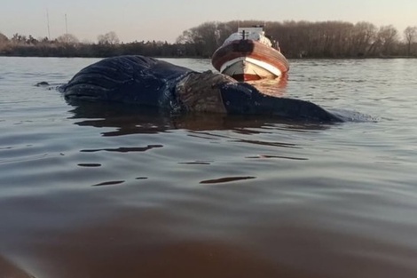 Encontraron una ballena muerta en Zárate