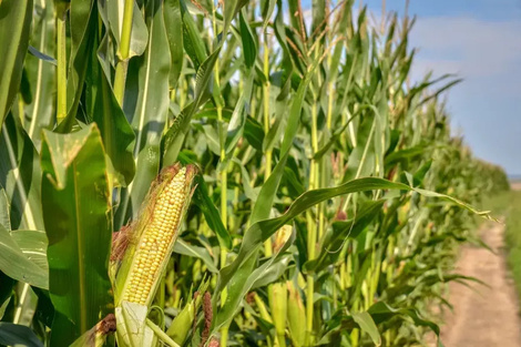 La baja de retenciones, un alivio parcial para el campo salteño