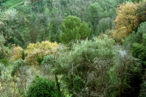 "Ruge el bosque" abre una nueva forma de pensar y entender la ecopoesía (Fuente: Prensa)