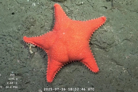 La estrella culona