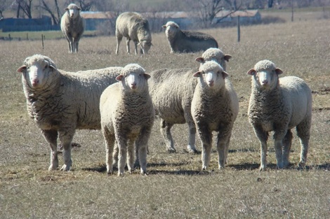 Las exigencias de Chile para volver a importar carne argentina de la Patagonia