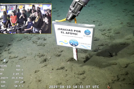El "pulpo Dumbo" y la "estrella de mar culona" se despidieron del streaming del Conicet  