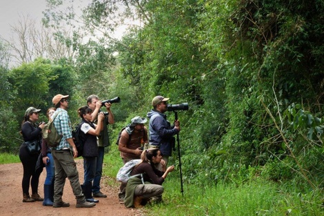Misiones se consolida como destino para observación de aves y
lanza su primer encuentro internacional