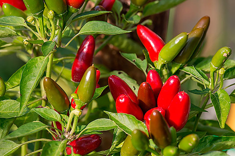 El misterio del ají picante