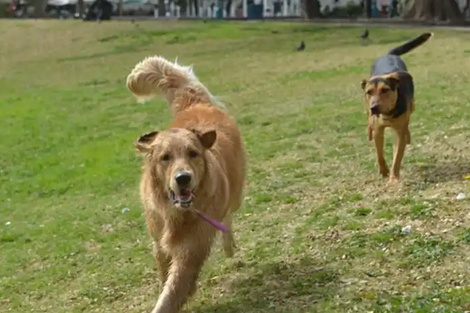 Buscan identificar a los responsables por el envenenamiento de mascotas en Palermo  