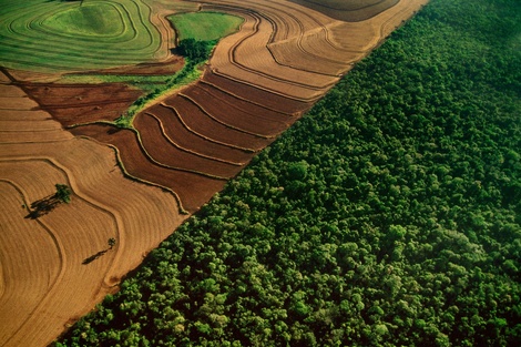 Las autoridades brasileñas suspendieron una medida clave de protección de la selva amazónica 