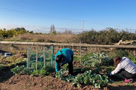 La agricultura familiar cumple un rol crucial para alcanzar la soberanía alimenticia.