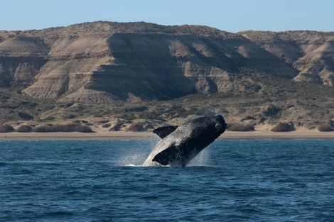 Récord de ballenas en Península Valdés