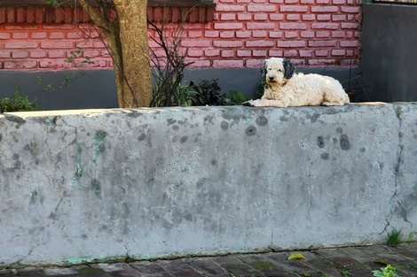  El perrito, la existencia es una tragedia, por @cachografo.