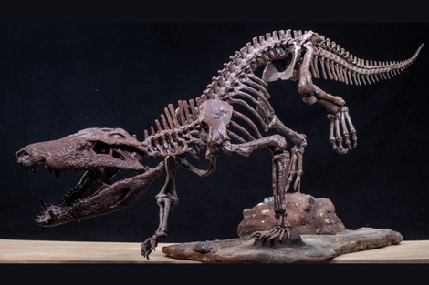 Un equipo del Conicet encontró los huesos de un cocodrilo que convivió con los últimos dinosaurios