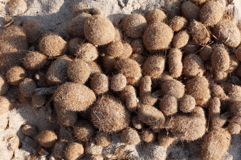 Las "bolas de Neptuno", contaminadas con plásticos