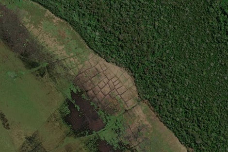 Brasil implementó un sistema para monitorear a diario toda la selva amazónica