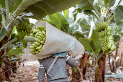 En Salta, Formosa y Jujuy, la banana es una fuente de arraigo y trabajo familiar. (Fuente: Imagen web)