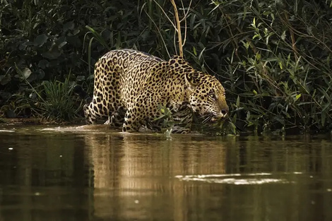Costa Rica coloca collares satelitales en los jaguares para estudiar sus movimientos