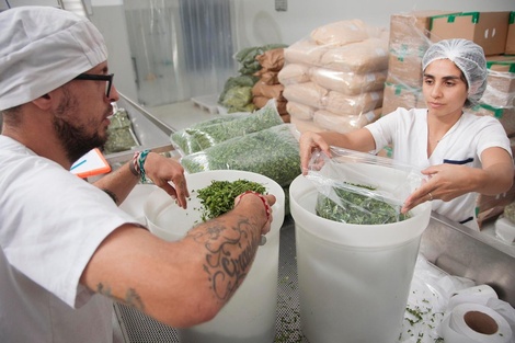 UNLP deshidrata comida para evitar tirarla