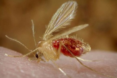 Ya llegan a 95 los casos de leishmaniasis visceral canina en la provincia