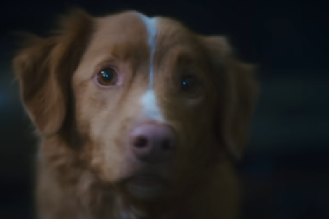 "Good Boy", así es la película de terror independiente que cautiva a la crítica