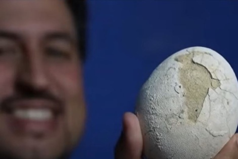 Qué se sabe hasta ahora del huevo de dinosaurio carnívoro hallado por científicos del Conicet