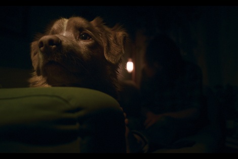 El fenómeno "Good Boy": la original película de terror que conquista las taquillas de EE.UU.