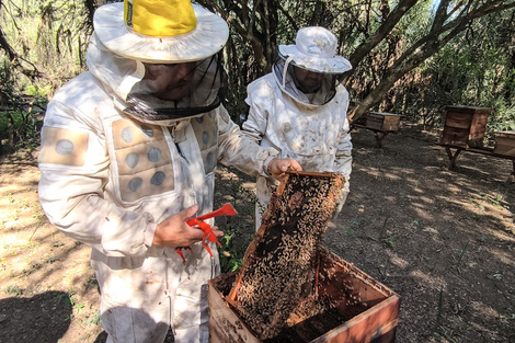 El Impenetrable Chaqueño: deforestación y miel en peligro
