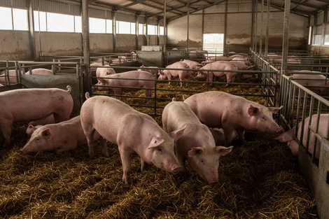 Los productores porcinos denuncian la apertura indiscriminada de importaciones.