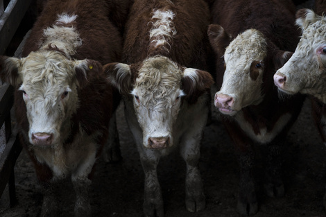 La Rural cruzó a una funcionaria de Donald Trump por sus dichos sobre la carne con aftosa