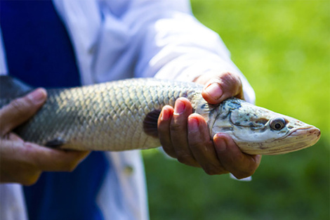 Veda para preservar la fauna ictícola