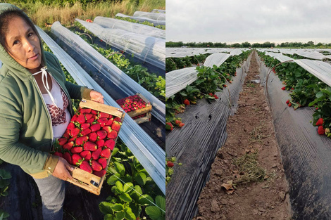 "La frutilla de Florencio Varela es la más dulzona"