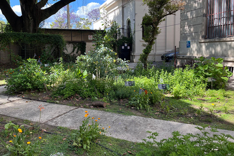 El espacio vital está ubicado detrás del edificio de Suipacha 570.  (Fuente: Gentileza Cátedra Biología Vegetal)