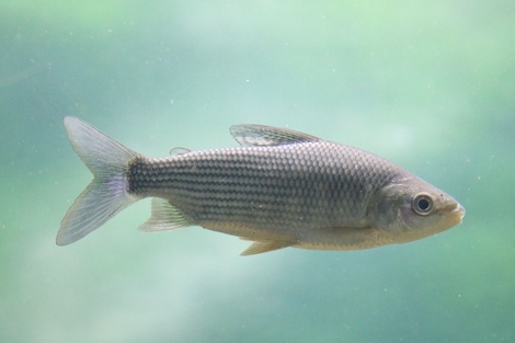 La veda pesquera regirá desde el 3 de diciembre próximo.  (Fuente: Imagen web)