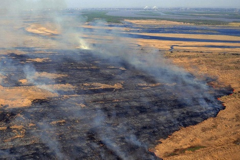 Sergio Federovisky: “Los incendios ponen en riesgo el ecosistema del Delta Paraná”