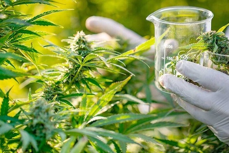 Chubut comienza a cultivar cannabis para investigaciones médicas y científicas