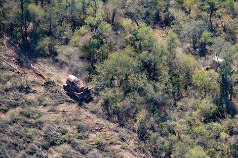 Deforestación: en 2021 se perdieron más de 110 mil hectáreas de bosques en Argentina