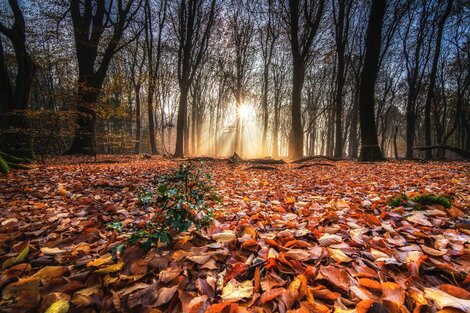 Otoño 2022: cuándo comienza realmente y cómo afecta a cada signo