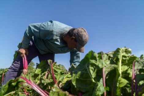 La importancia de la producción popular de alimentos: "Falta la mirada hacia el pequeño productor"