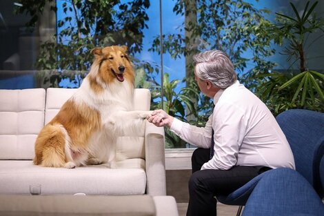 Dylan, la chancha Pelota y el misterioso Balcarce: el Día del Animal y las mascotas de los políticos