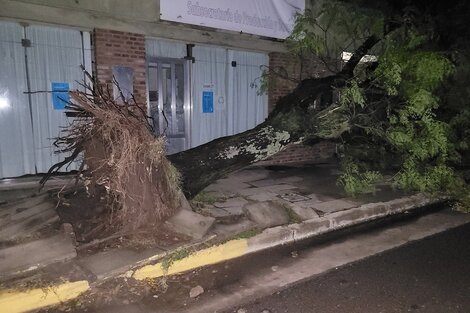 Fotos: árboles caídos, autos destrozados y demoras por el temporal que arrasó el AMBA