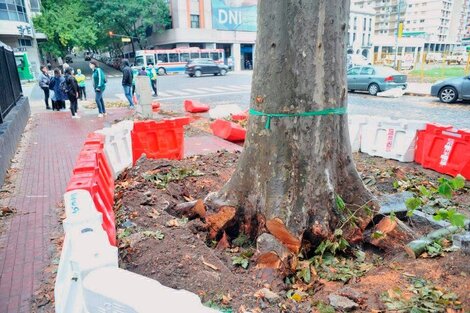 Vecinos de San Telmo impidieron la tala de árboles en el Bajo porteño por las obras del Metrobus