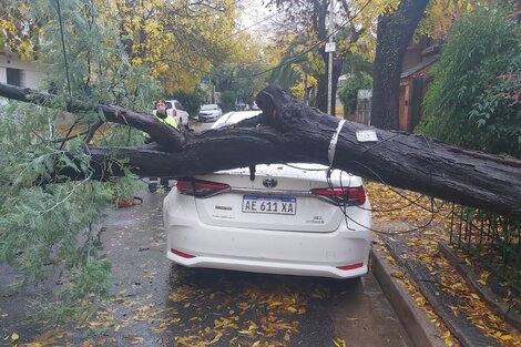 Temporal en Buenos Aires: dos heridos, caída de árboles y autos aplastados