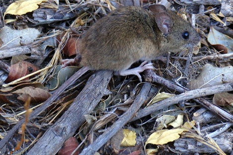 Confirman un caso de hantavirus en Neuquén