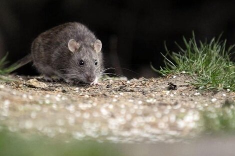 Murió un joven por hantavirus en Bariloche y piden extremar los cuidados