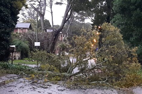 Mar del Plata: un temporal de viento causó voladura de techos, caída de árboles y postes de luz