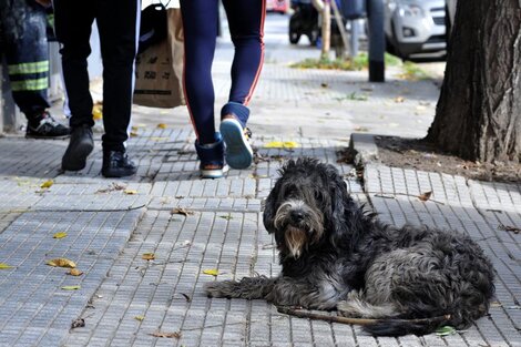 La Legislatura amplió las multas por maltrato animal